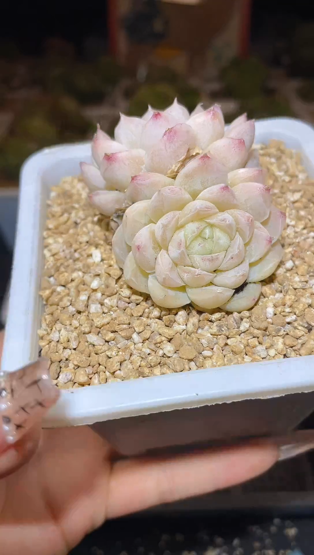 【闪购商品】179反基因