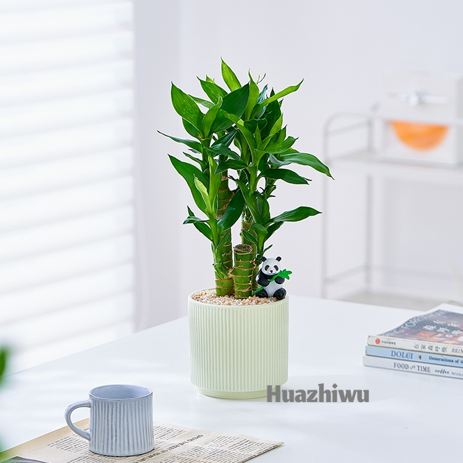 【步步高升】富贵竹盆栽放青松桌面绿植熊猫好养送礼招财植物