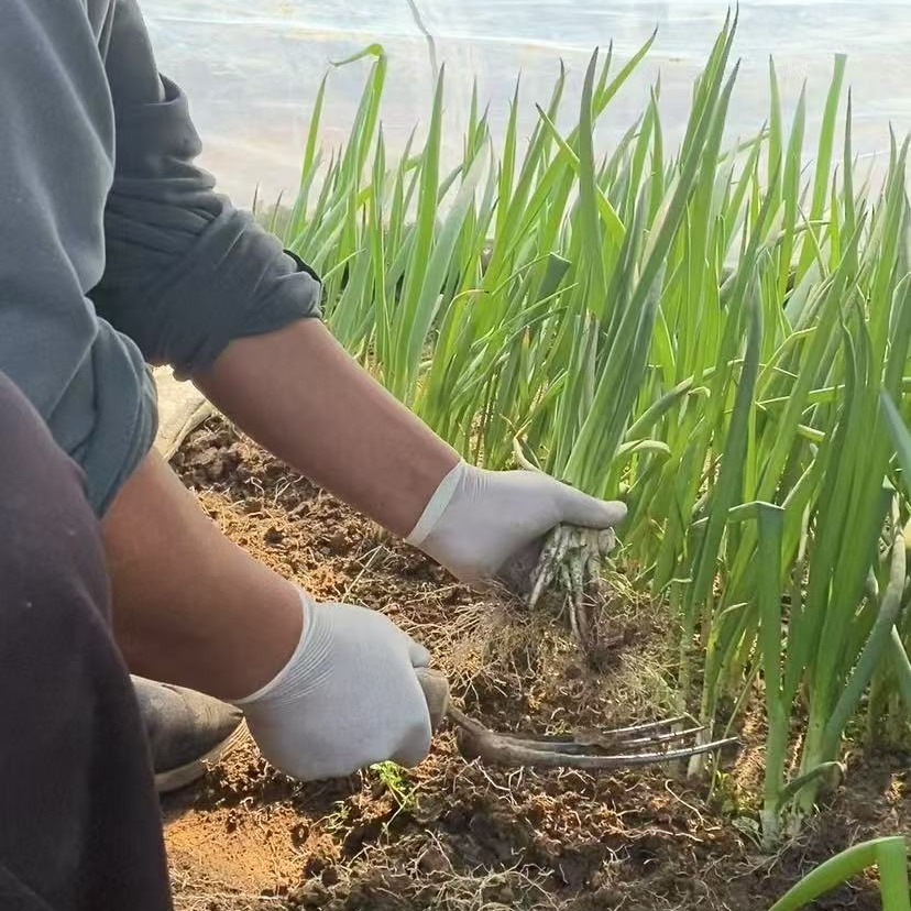 自己种植新鲜小葱（嘎嘎鲜亮）好吃不呛鼻当天采当天发