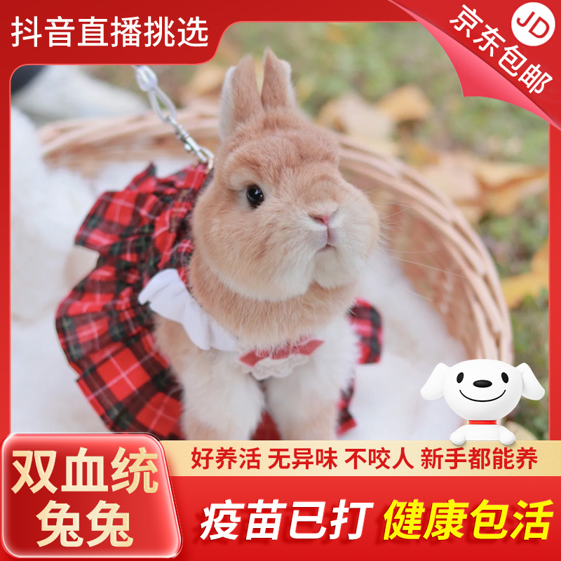 【直播优选】精选侏儒兔猫猫兔好养迷你垂耳兔家养宠物兔活体兔包活