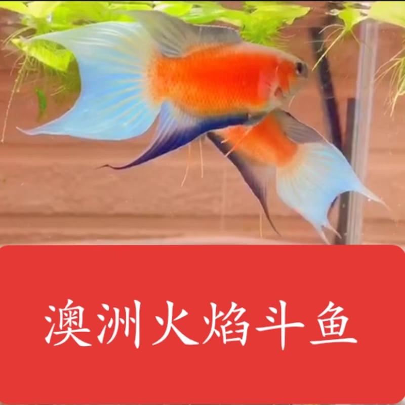 中国斗鱼澳火荧光鱼耐养不用打氧广温鱼变色鱼