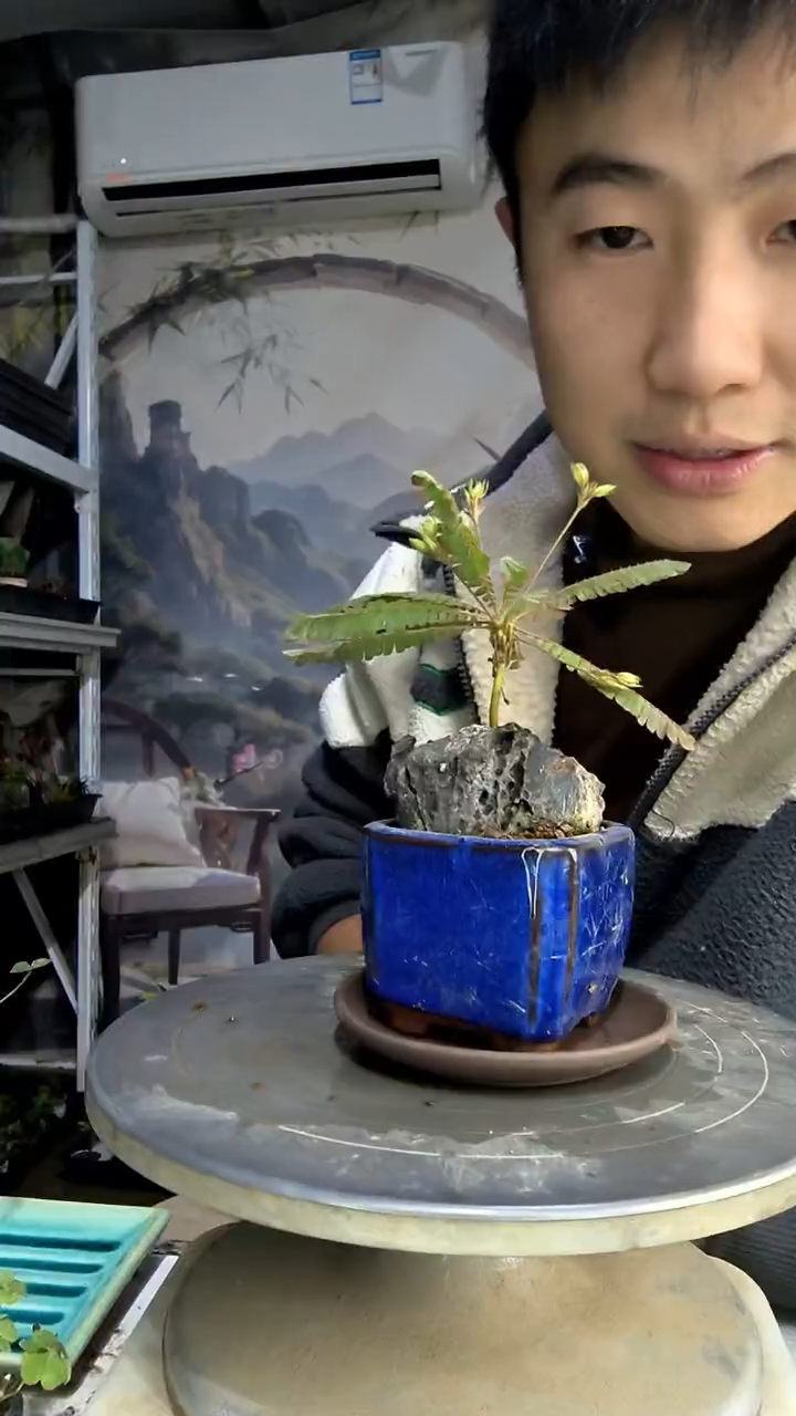 吴***吖中青园艺一物一拍40