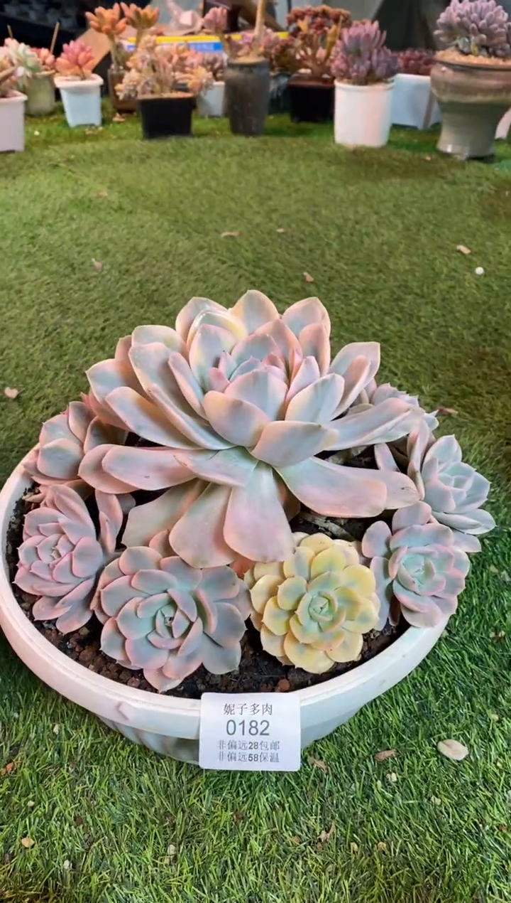 【闪购商品】0182a