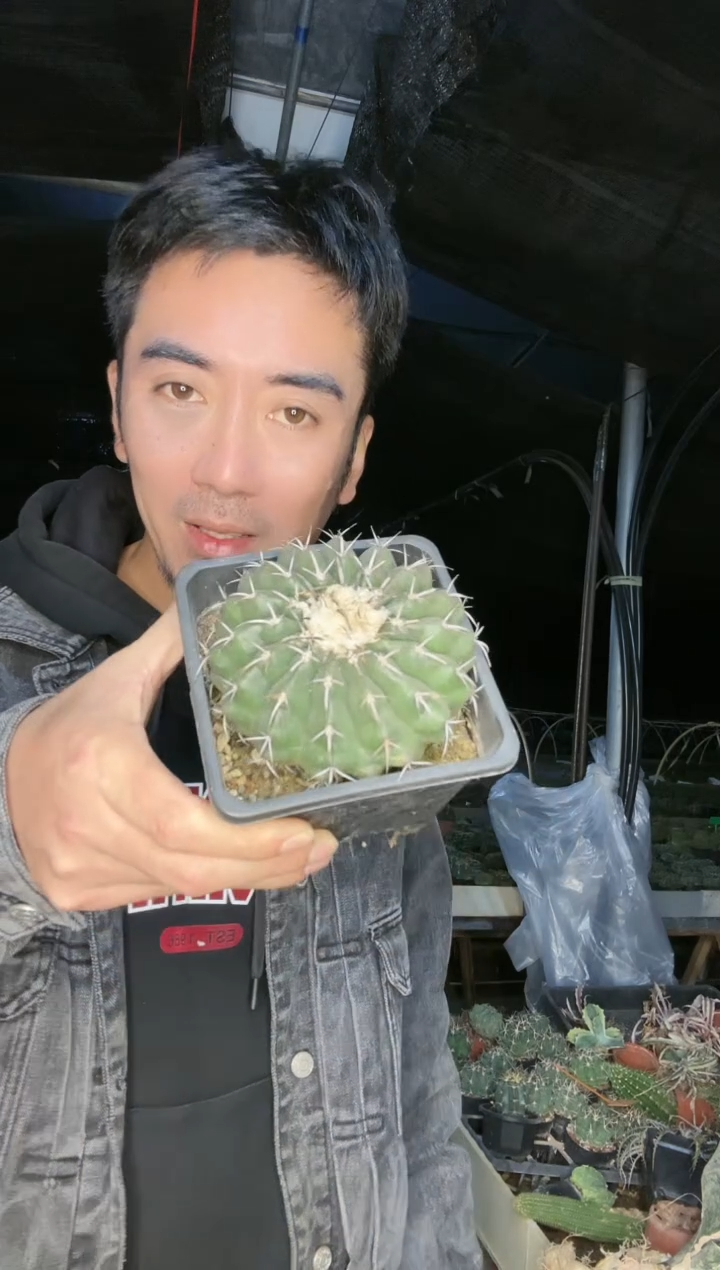 【闪购商品】奇特球111111