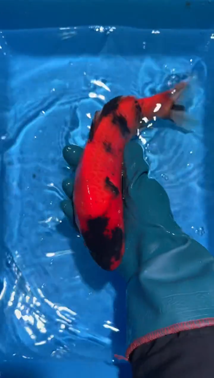 锦鲤点关注右下角竞拍链接出价