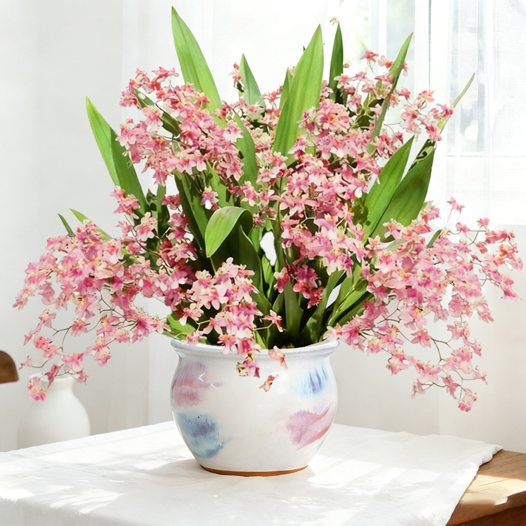 【15-20支花剑】梦香兰奶香粉室内盆栽绿植开花更香大鳞茎好养喜