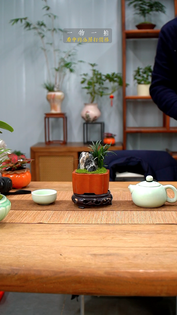 完全开放冷**馨玉龙草404