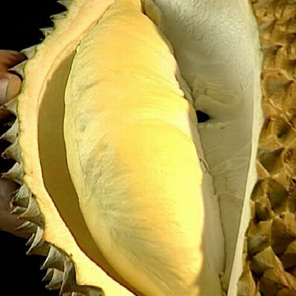 {偏熟两斤装}泰国金枕树熟榴莲新鲜现开果肉核小包售后榴莲同城送金枕泰国东部