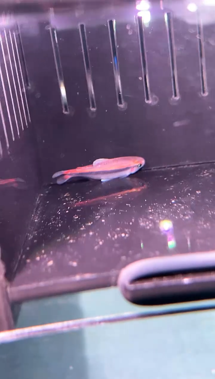 灯科鱼源鱼三号杂交单公
