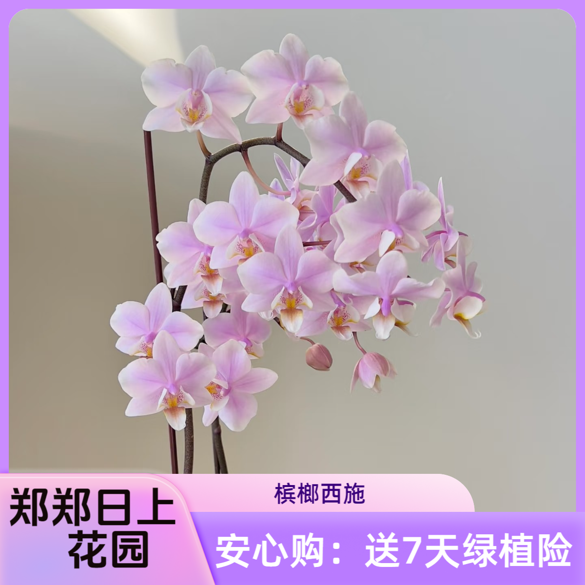 槟榔西施 2.5寸苗 叶损少根 