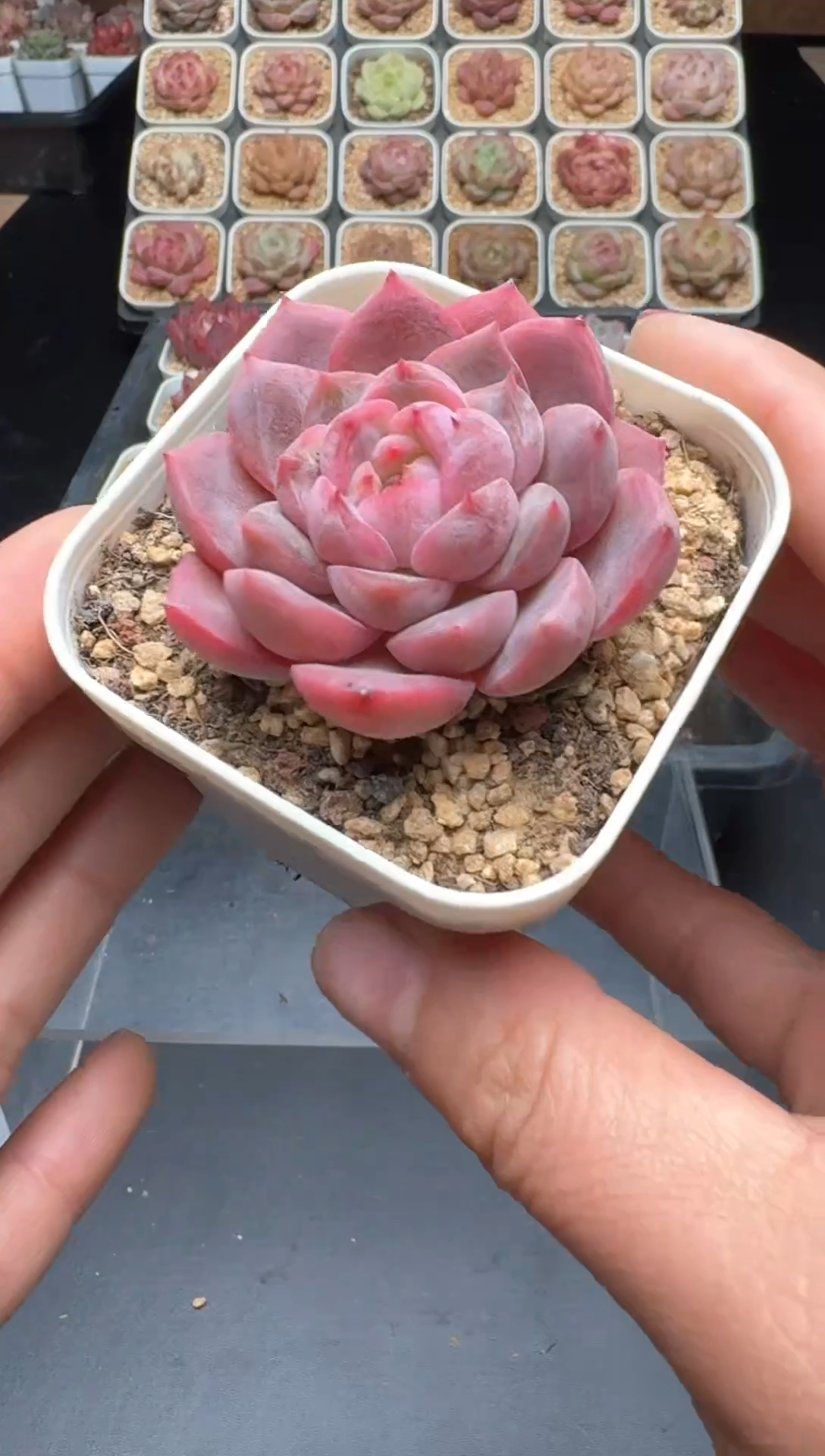 【闪购商品】925号 珍妮杂交多肉 花卉植物
