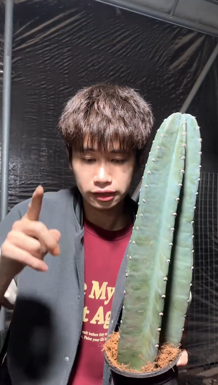 【带盆土】20cm+ 量天尺