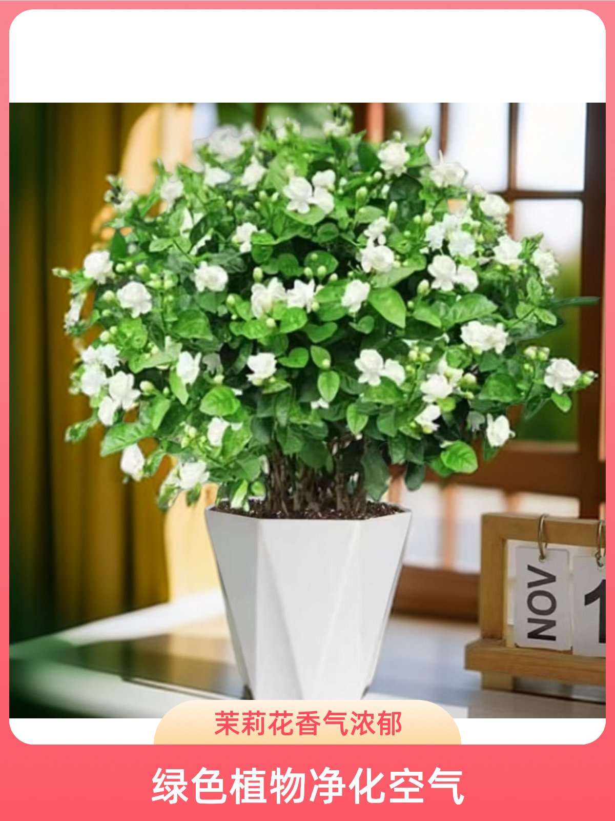 茉莉花盆栽四季开花重瓣浓香型室内外阳台庭院好养绿植