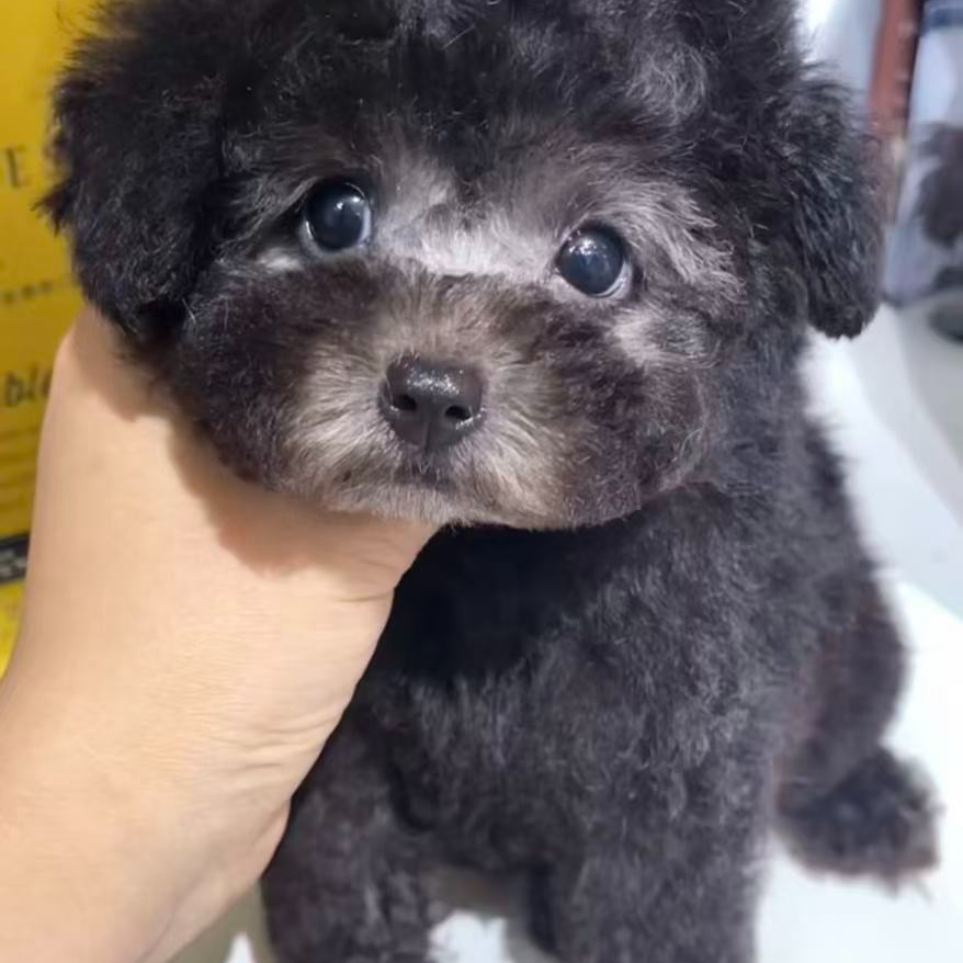 纯种棕色泰迪幼犬可爱长不大小型狗