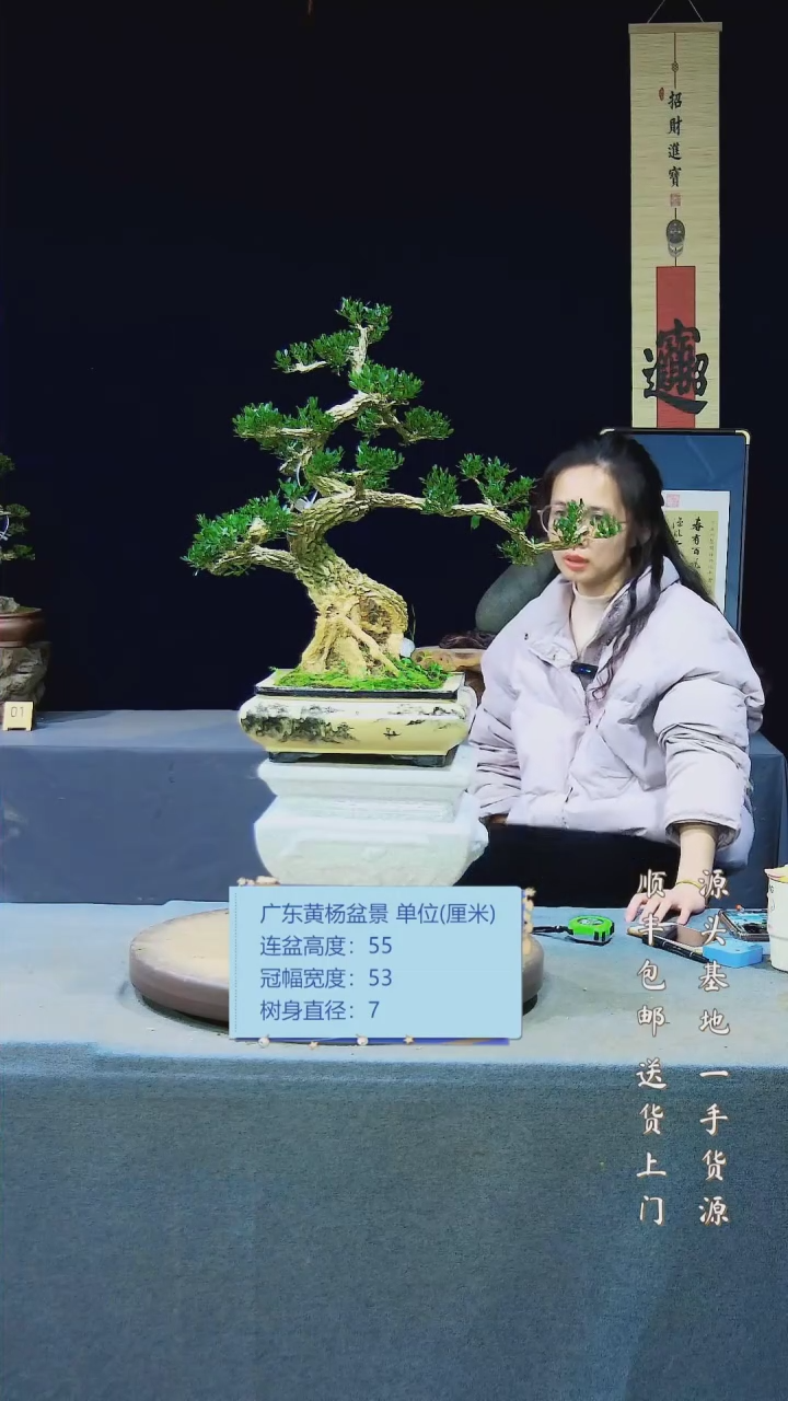 【闪购商品】雀舌黄杨盆景雀舌黄杨盆景