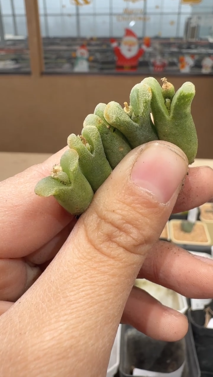 30-32多肉植物肉锥