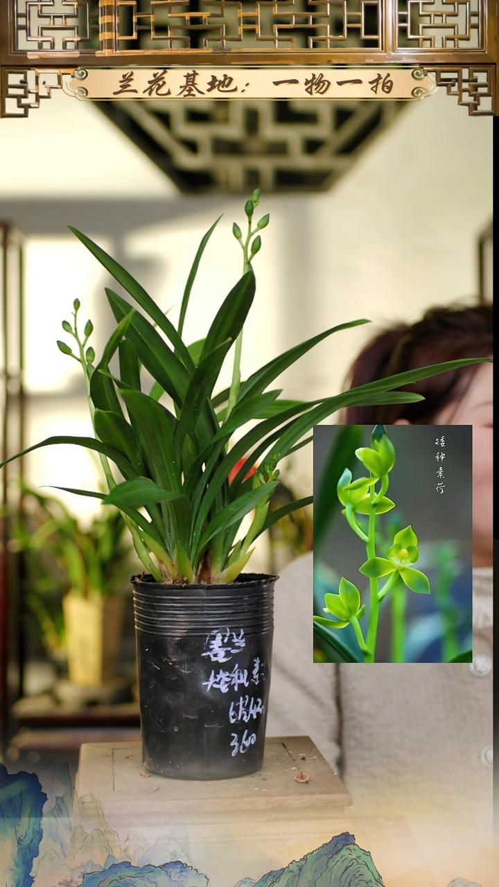 全部花苞墨兰矮种素荷6苗4花苞