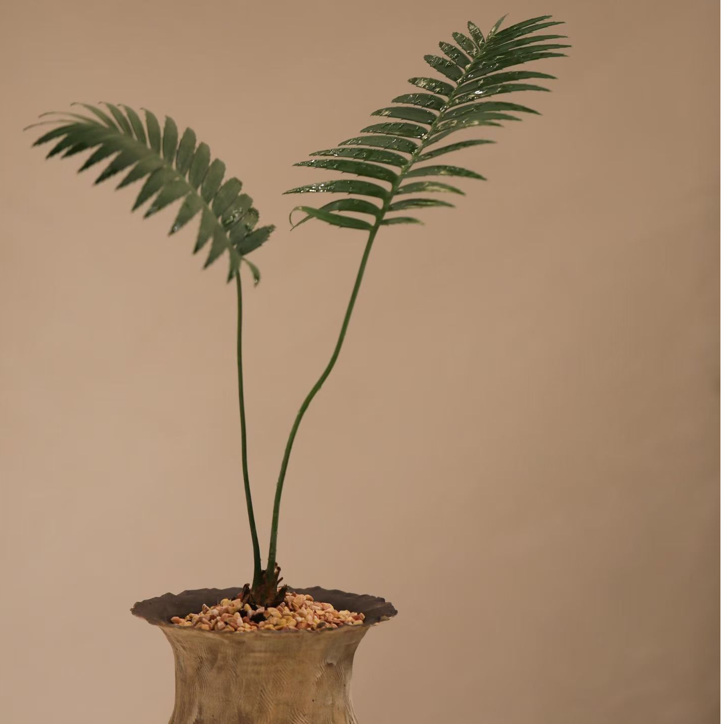 直播链接请勿私拍一物一拍映山红春花栀子花野蓝莓·赤楠桂花檵木