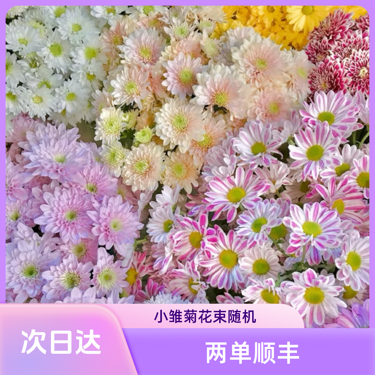 小雏菊5支 颜色可备注 单把单色 常州鲜花批发直播 江浙沪皖 次日达