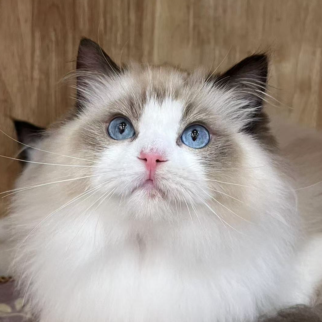 来了姊妹-海双布偶猫 弟弟 4