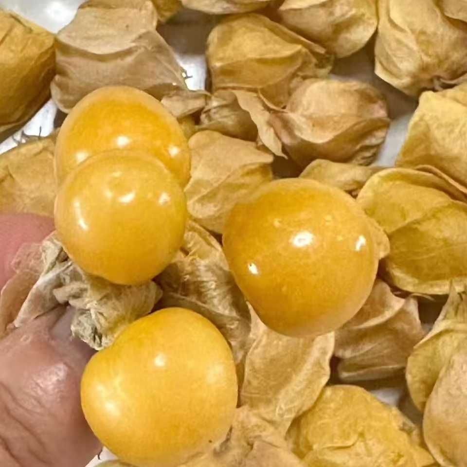 菇娘果1盒1斤左右云南省