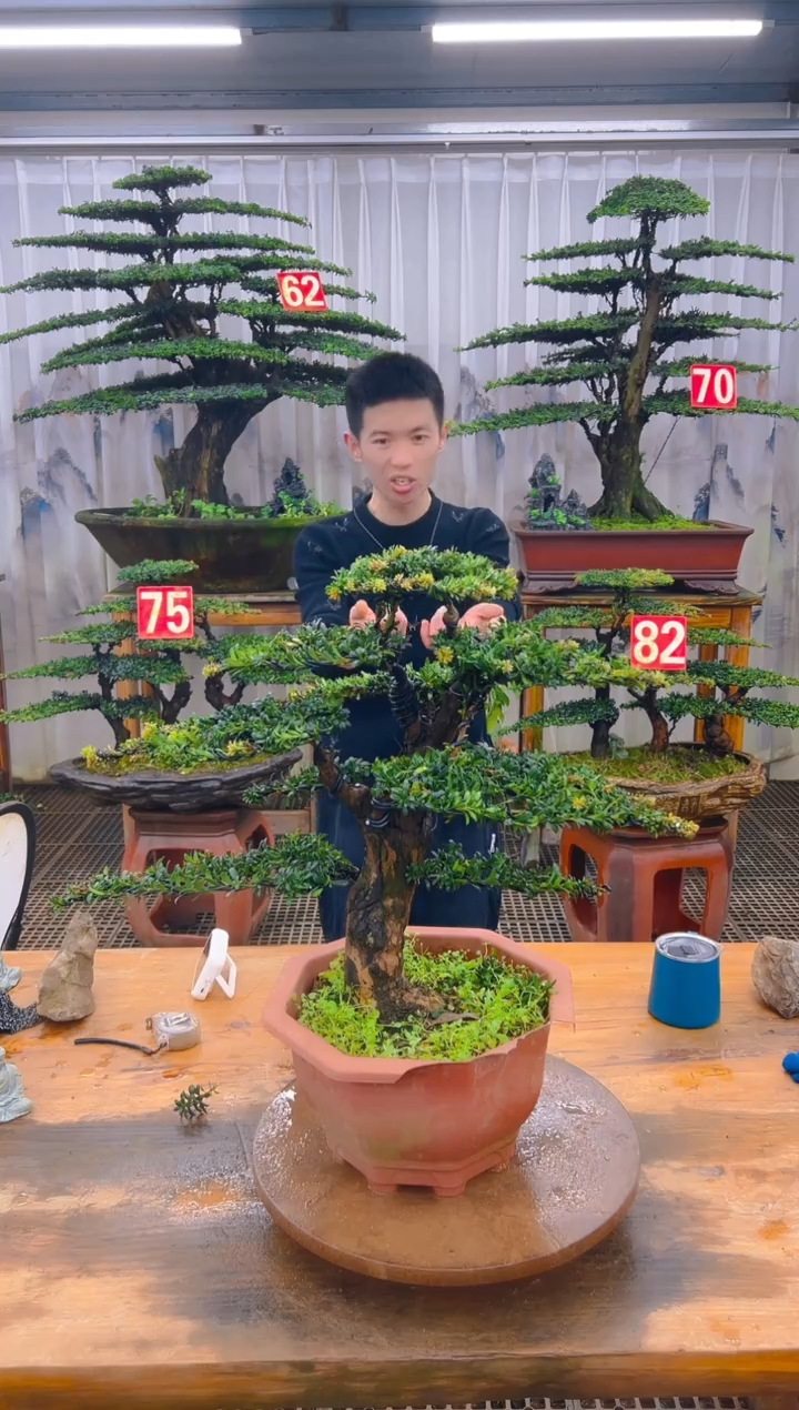 无花朵精品盆景直播间一物一拍