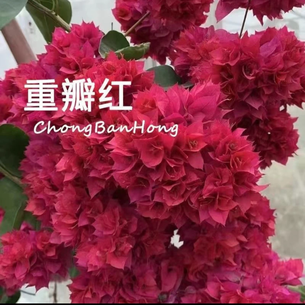 【重瓣红】重瓣三角梅盆栽树苗爬藤耐寒阳台三角梅花苗四季开花