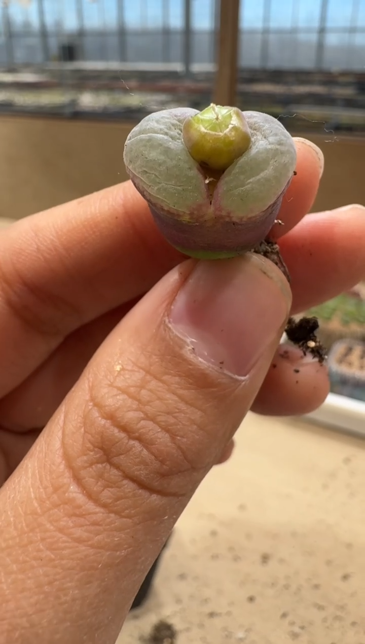 朱*美多肉植物肉锥5-94粉女