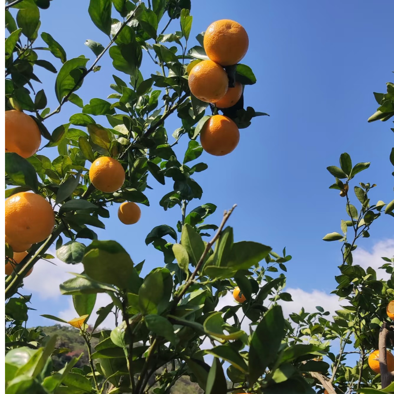 贵州高山皇帝柑/皮薄多汁/5斤装——