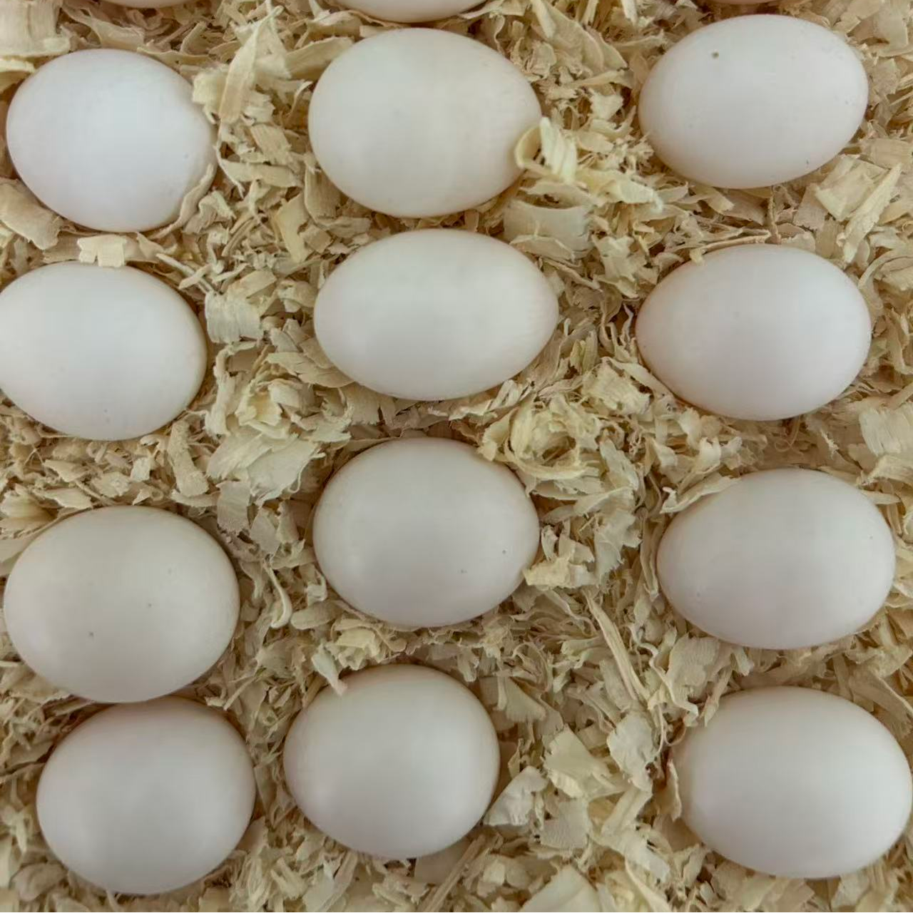 当日现掏新鲜可孵化鹦鹉蛋2