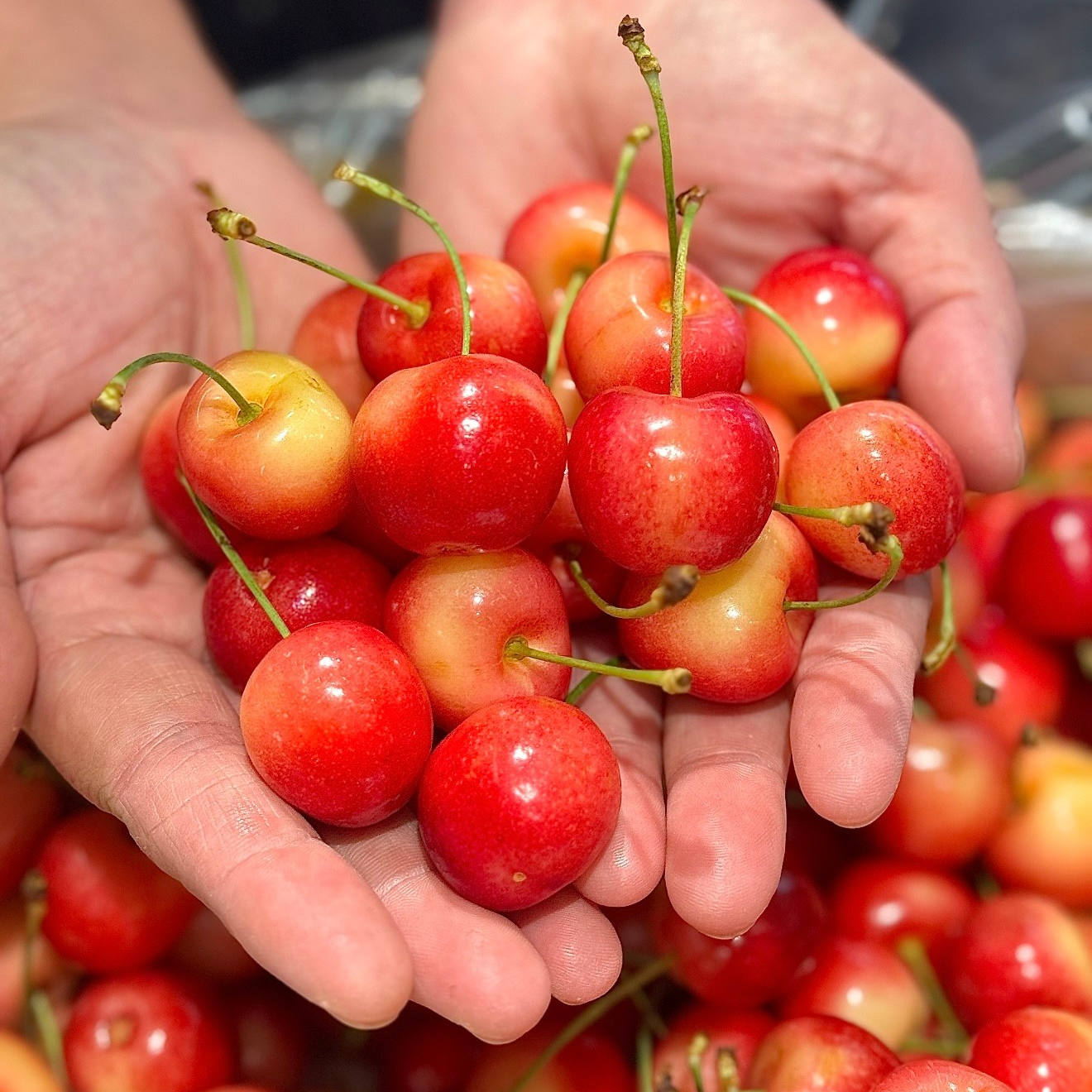 【顺丰包邮】智利空运雷尼尔黄车2J-4J原版原箱4.4斤，内附果径卡