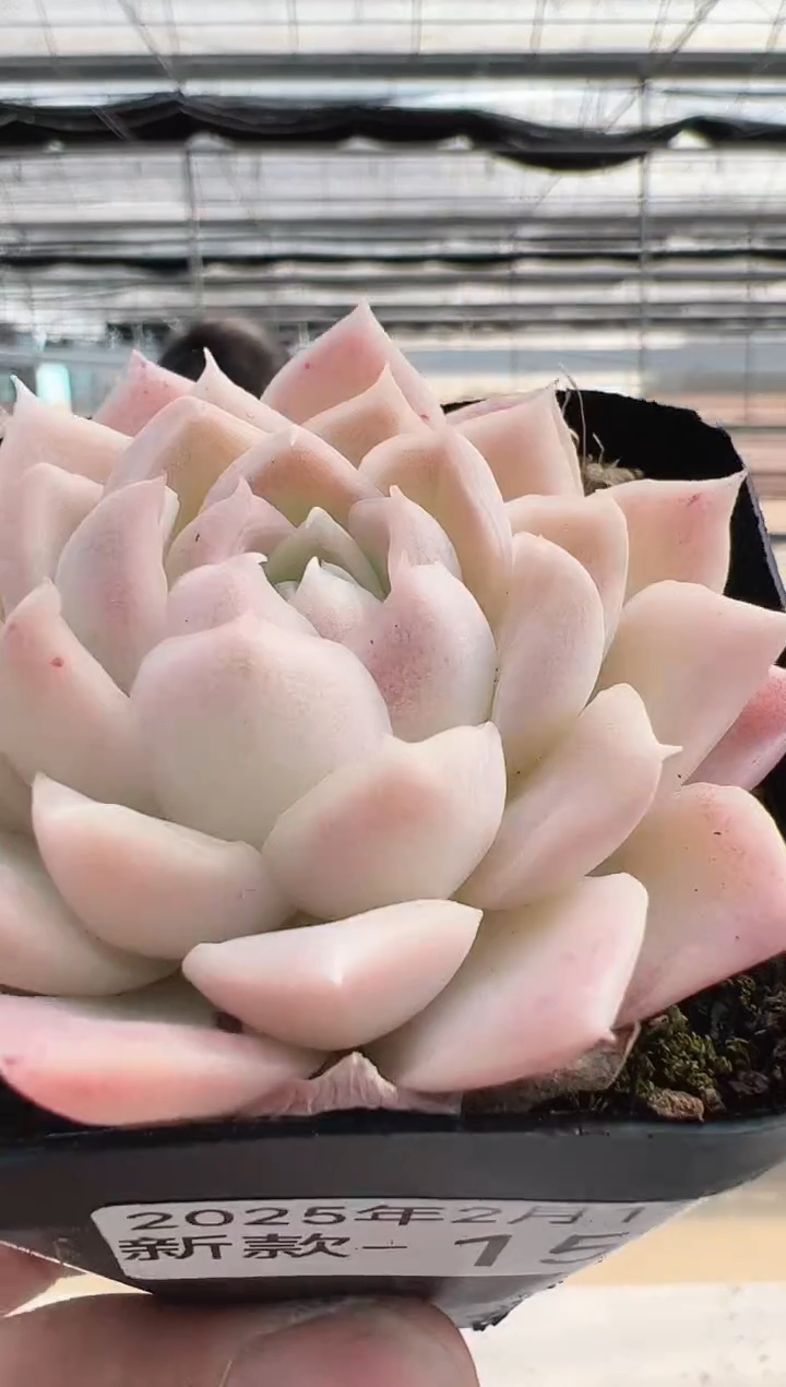 【闪购商品】新款多肉-159