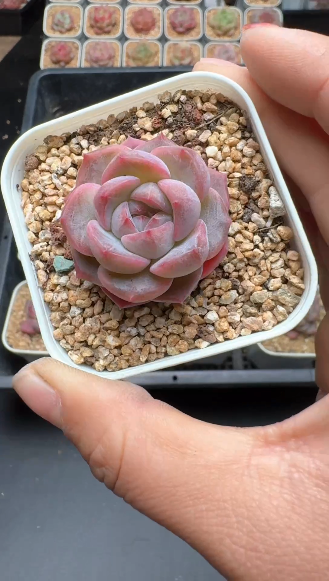 【闪购商品】026B物拍多肉带盆土6.5杯拍3颗包柚