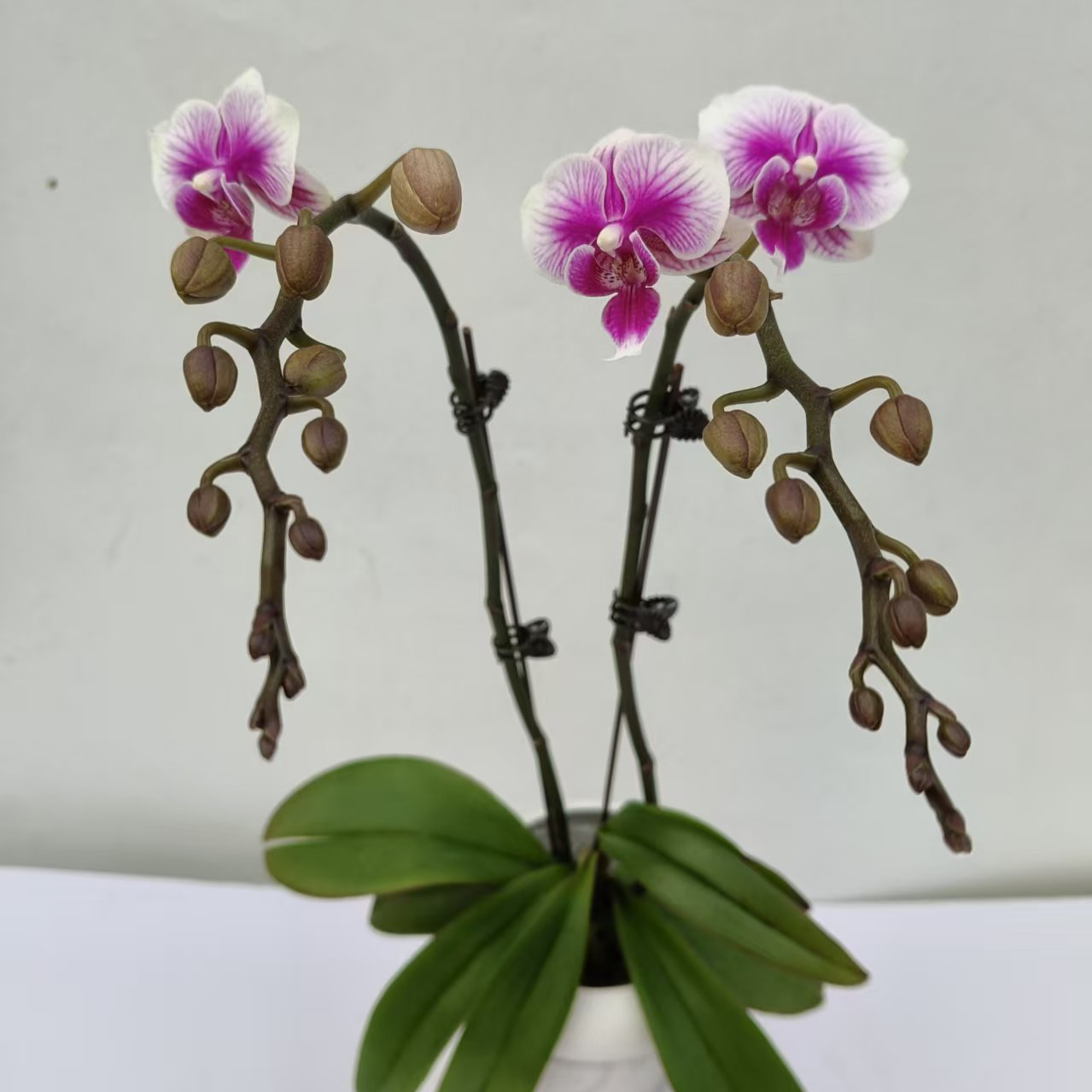 【可爱多双剑】梦语花卉 精品蝴蝶兰 叶片瑕疵为正常现象