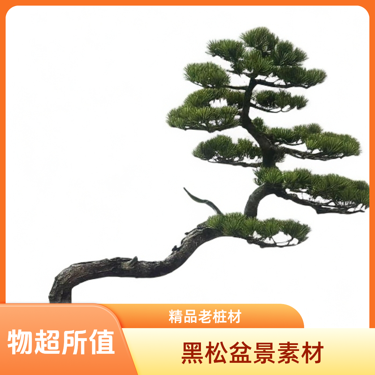 老桩黑松盆景素材