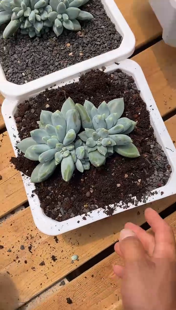 超胖体哥特萝莉