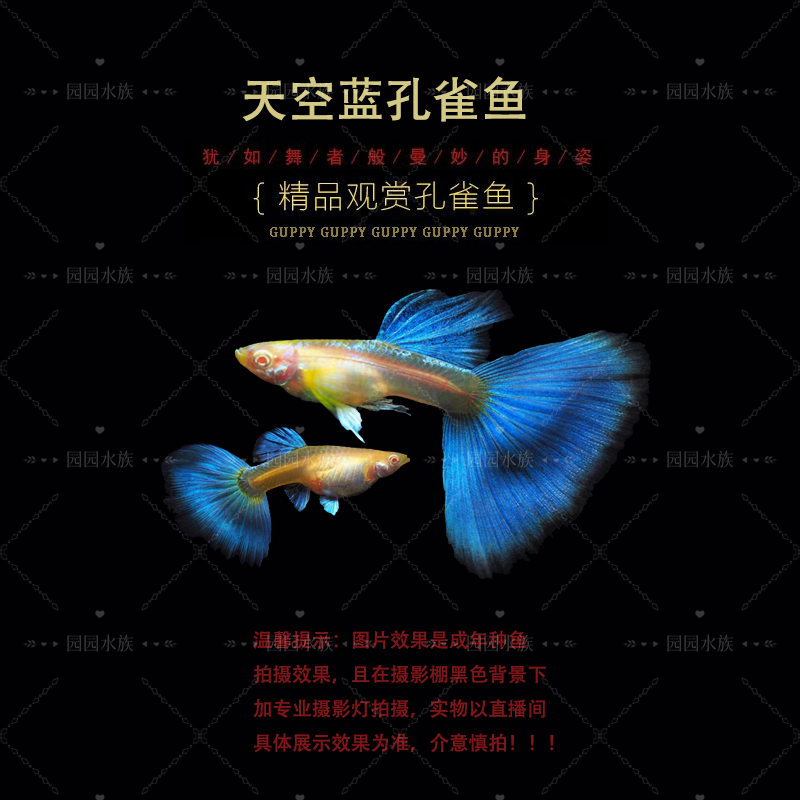 纯种天空蓝{必须黑背景显蓝}精品孔雀鱼热带鱼观赏鱼小鱼耐活
