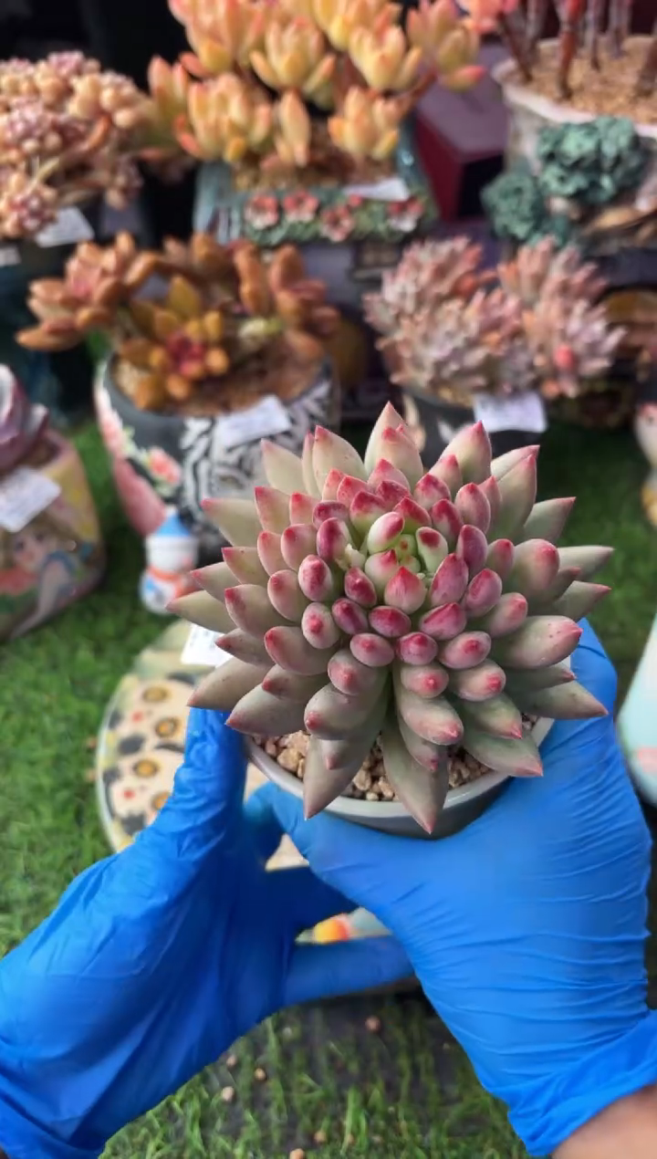 昆明印象多肉4485
