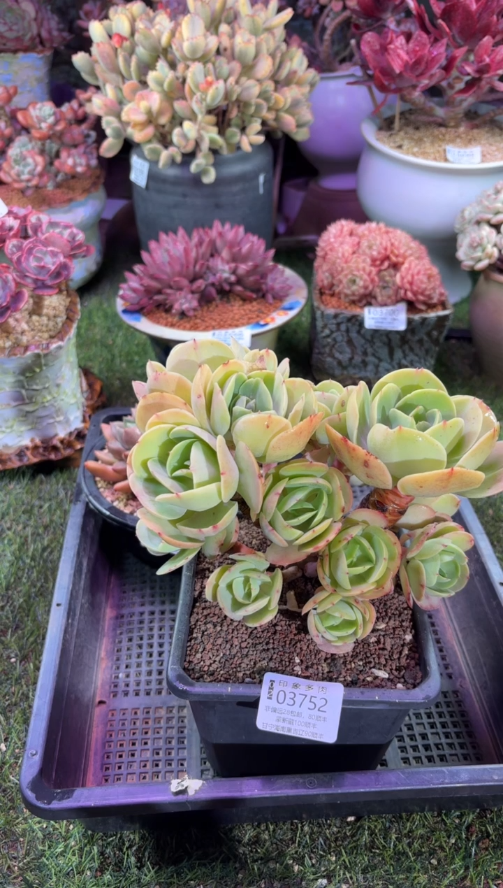 【闪购商品】03752