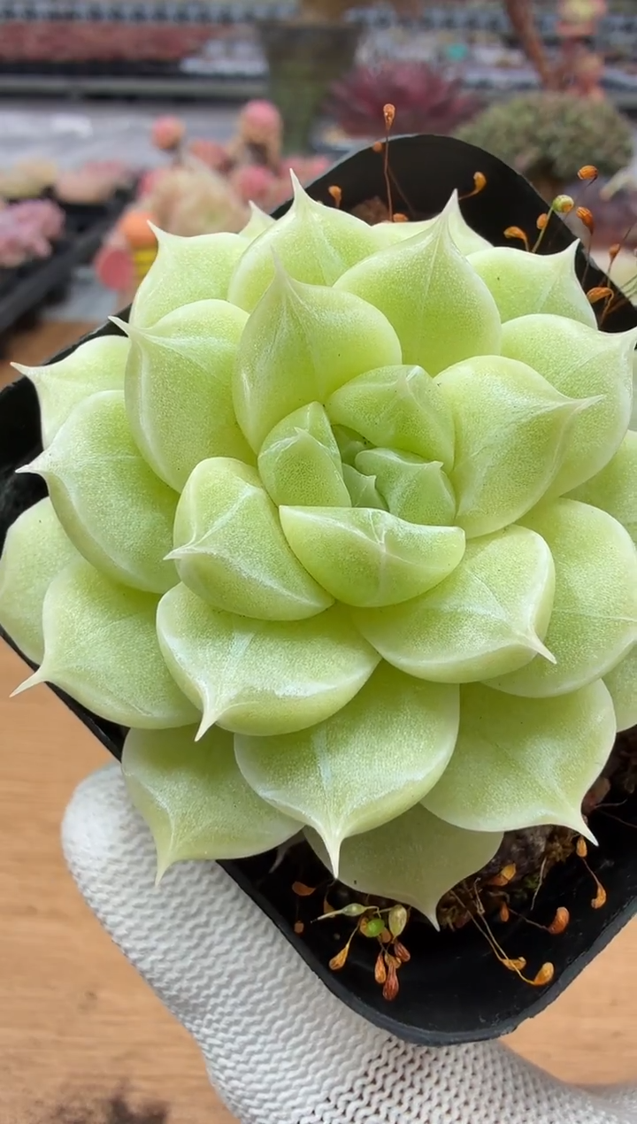 东云多肉园二店-59