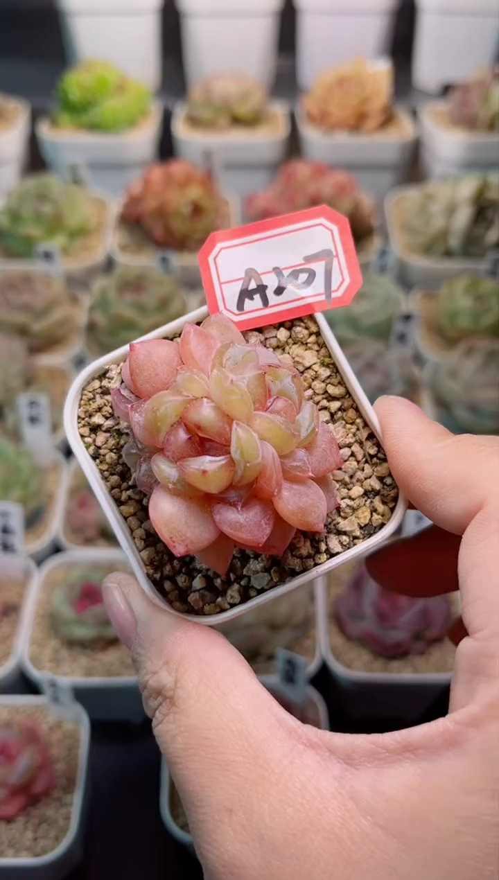 【闪购商品】A207夭夭朵朵一物一拍