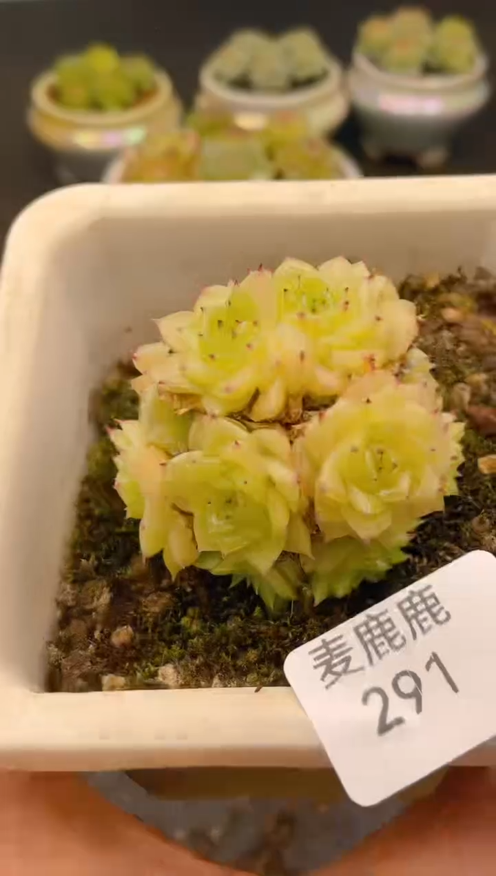 291孤品    一物一拍