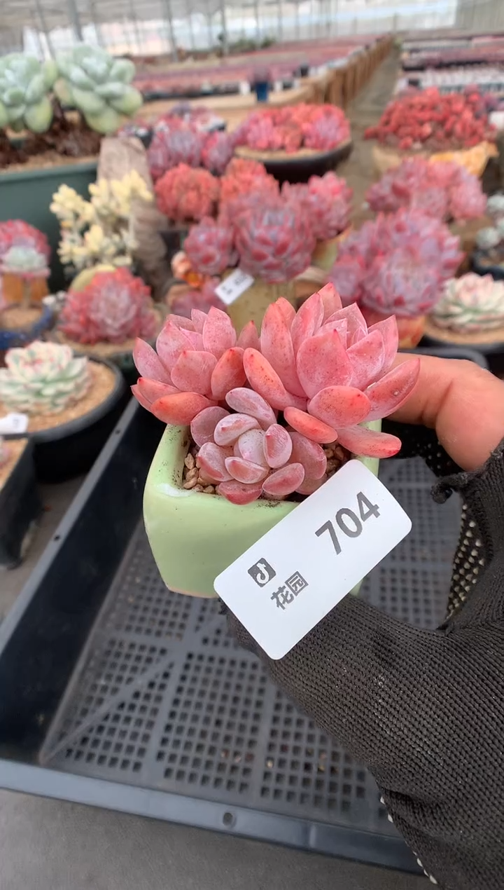 704雪天使一物一拍