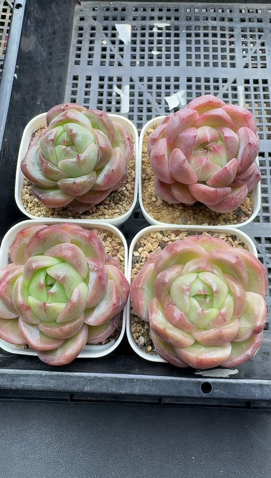 珍妮杂交多肉C704