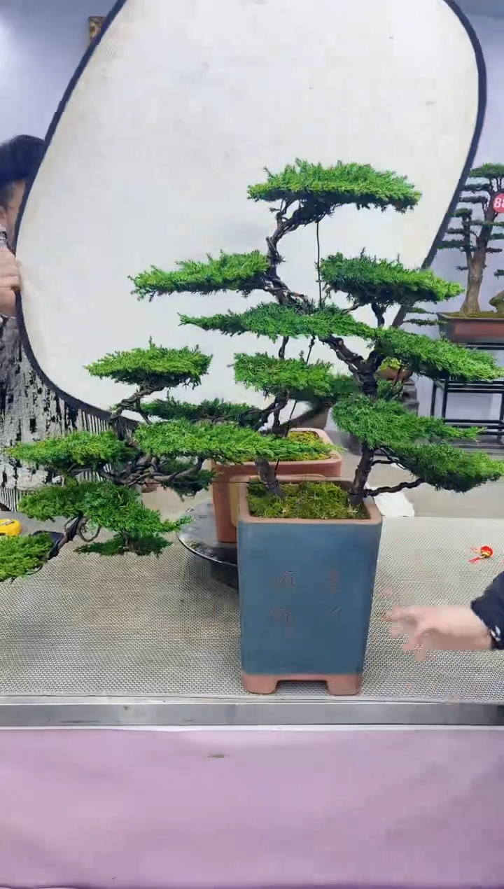 【闪购商品】八斗松/松类活物造型盆景，以直播间截图为 啊啊