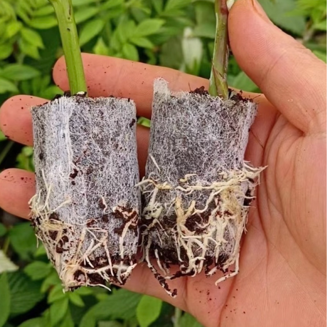 云南新品食用黄泡黑泡红树莓黑树莓易养活庭院攀爬植物当年结果