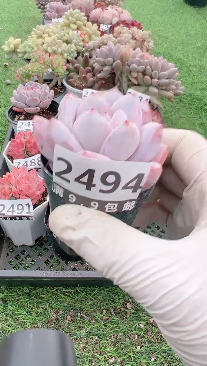 【闪购商品】信福多肉一物一拍