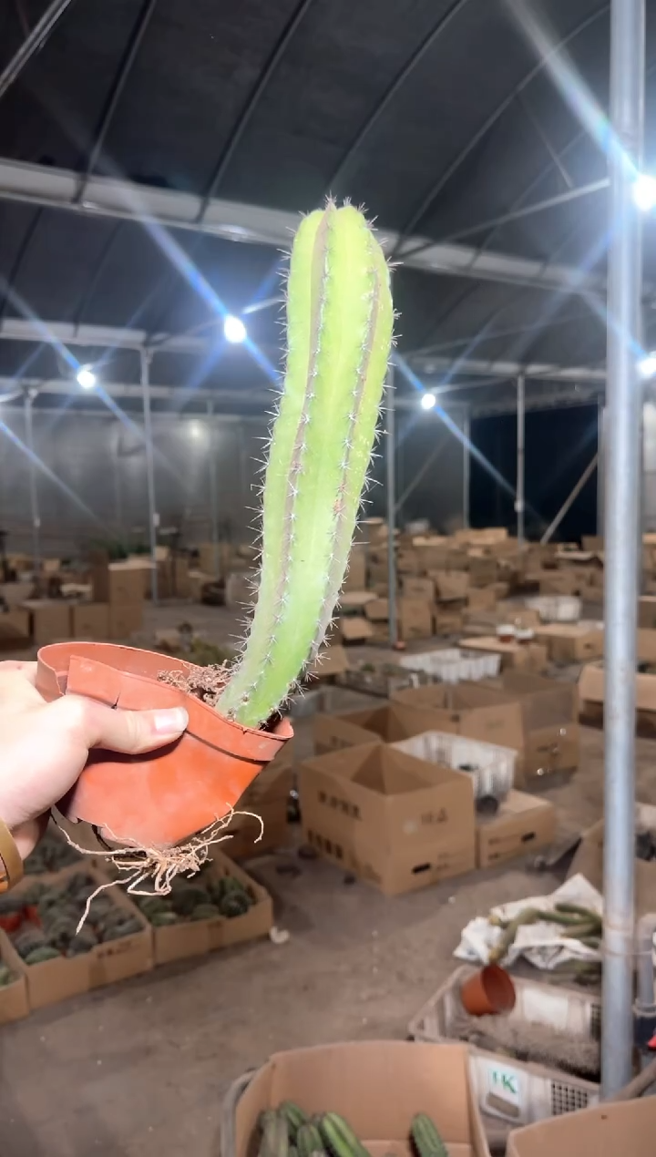 大单头 雷神阁【带根】