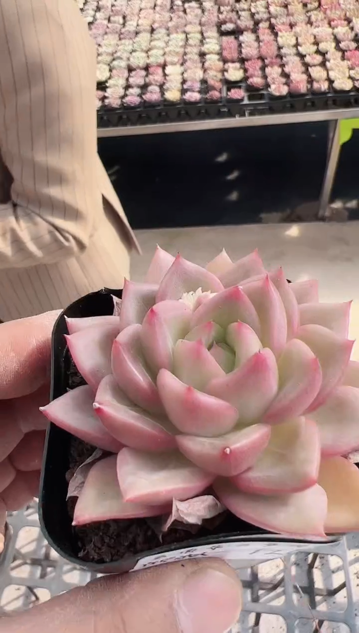 【闪购商品】新款多肉126