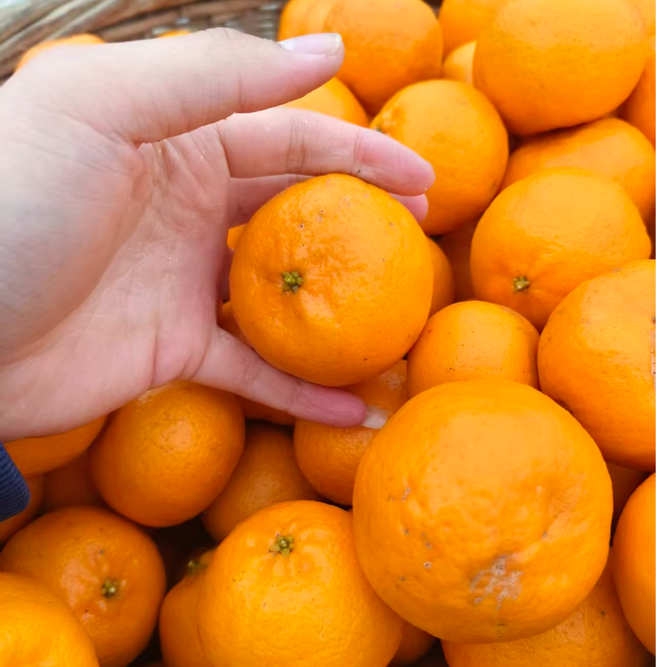 【恩施高山农家碰柑】恩施山妹代购农产品绿色健康